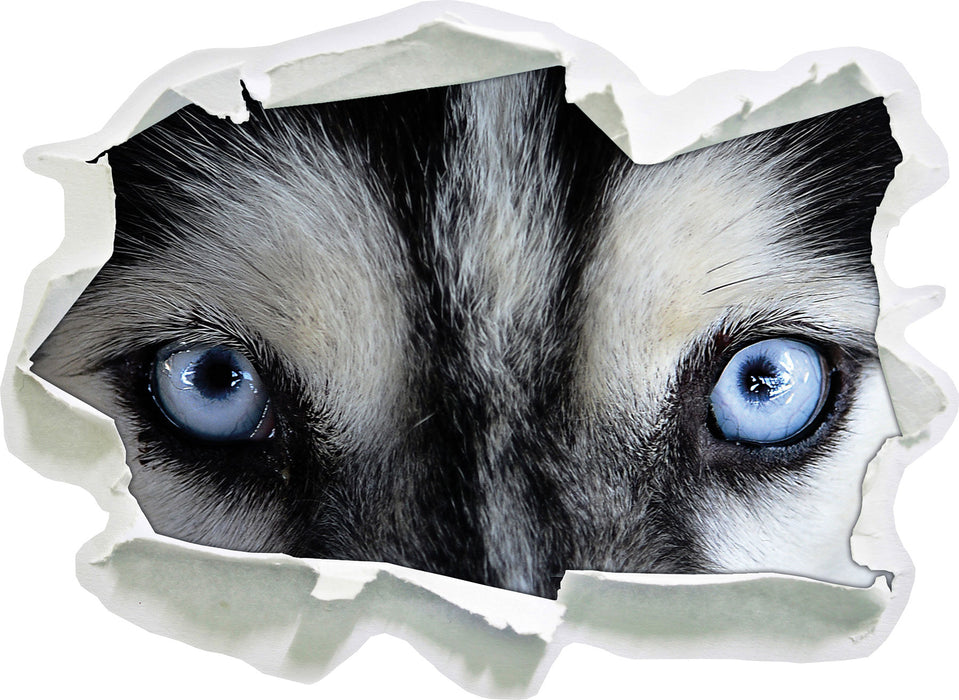 Pixxprint Eisblaue Huskyaugen, 3D Wandtattoo
