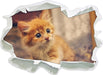 Neugieriges Kätzchen  3D Wandtattoo Papier
