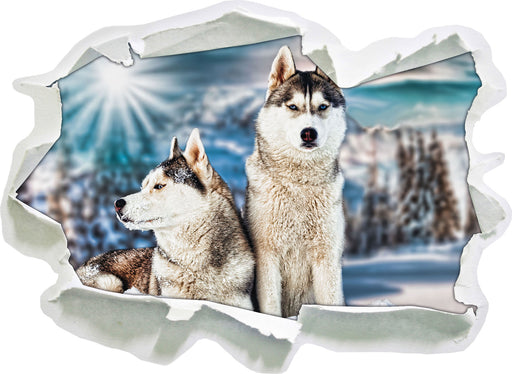 Zwei wilde Huskies 3D Wandtattoo Papier