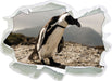 Afrikanischer Pinguin beobachtet  3D Wandtattoo Papier