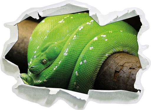 Grüne exotische Schlange  3D Wandtattoo Papier