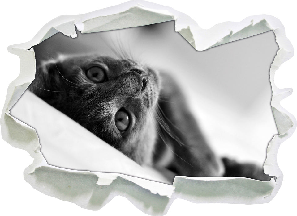 Pixxprint Niedliche Katze liegt im Bett, 3D Wandtattoo