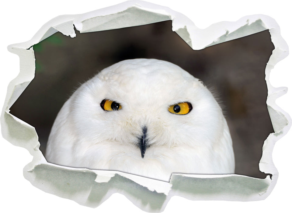 Pixxprint Prächtige schneeweiße Eule, 3D Wandtattoo