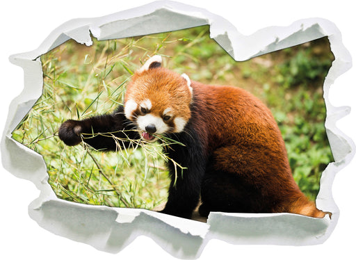 Niedlicher roter Panda  3D Wandtattoo Papier