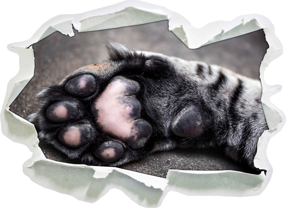 Pixxprint Schöne Katzenpfote, 3D Wandtattoo