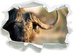 Kaffernbüffel mit Hörnern  3D Wandtattoo Papier