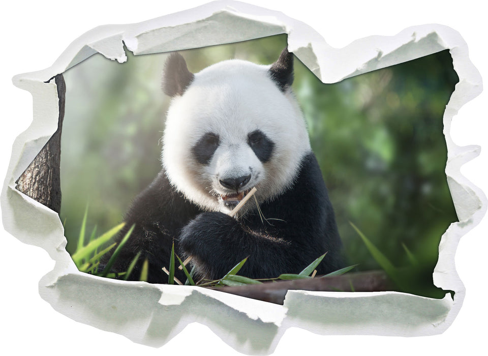 Niedlicher Panda isst Bambus  3D Wandtattoo Papier