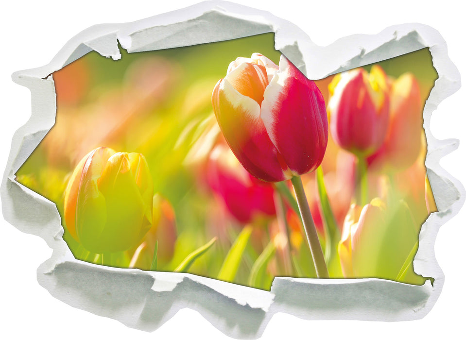 Blühende rote Tulpen  3D Wandtattoo Papier