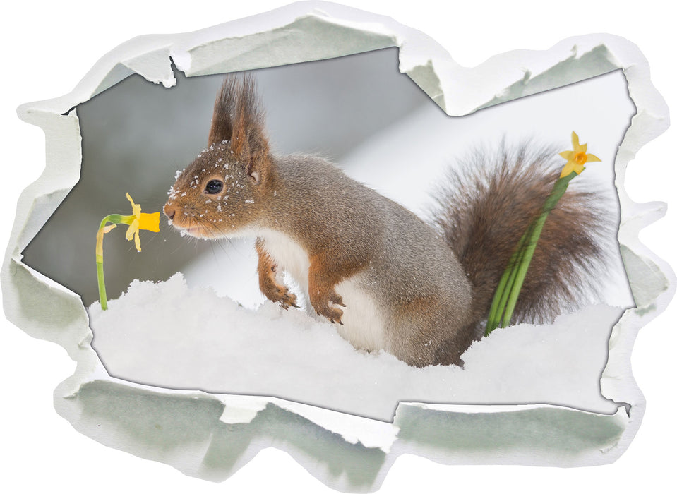 Eichhörnchen im Schnee  3D Wandtattoo Papier