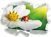 Marienkäfer auf einer weißen Blume 3D Wandtattoo Papier