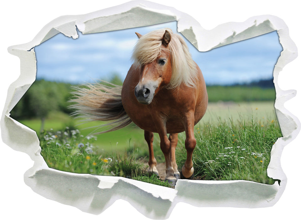 Shetlandpony auf der Wiese  3D Wandtattoo Papier