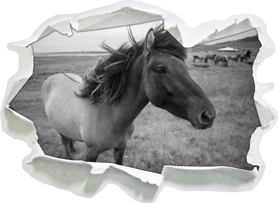 Isländer Pferde in der Wildnis  3D Wandtattoo Papier