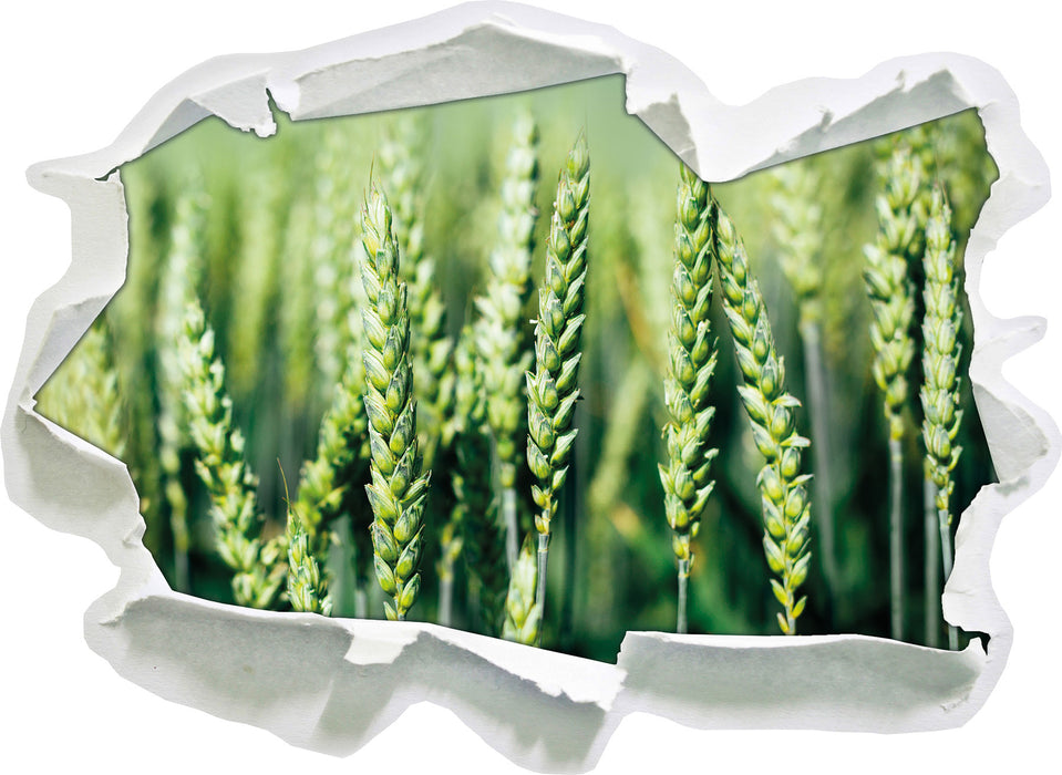 Grüne Weizen auf dem Feld  3D Wandtattoo Papier