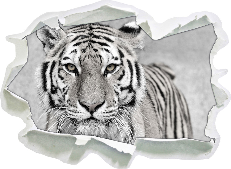 Anmutiger Tiger in 3D Wandtattoo Papier