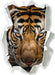Tiger mit hellbraunen Augen  3D Wandtattoo Papier