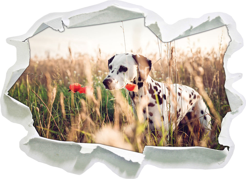 Neugieriger Hund im Feld  3D Wandtattoo Papier