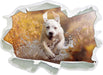 Labrador-Welpe im Wasser  3D Wandtattoo Papier