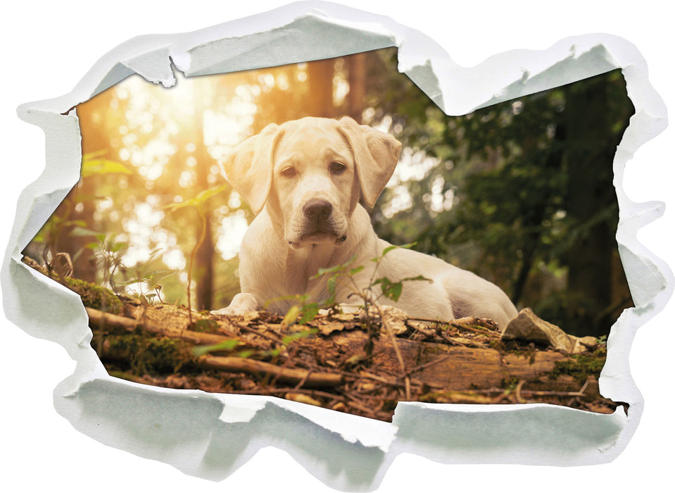 Hund im Wald bei Sonneuntergang  3D Wandtattoo Papier