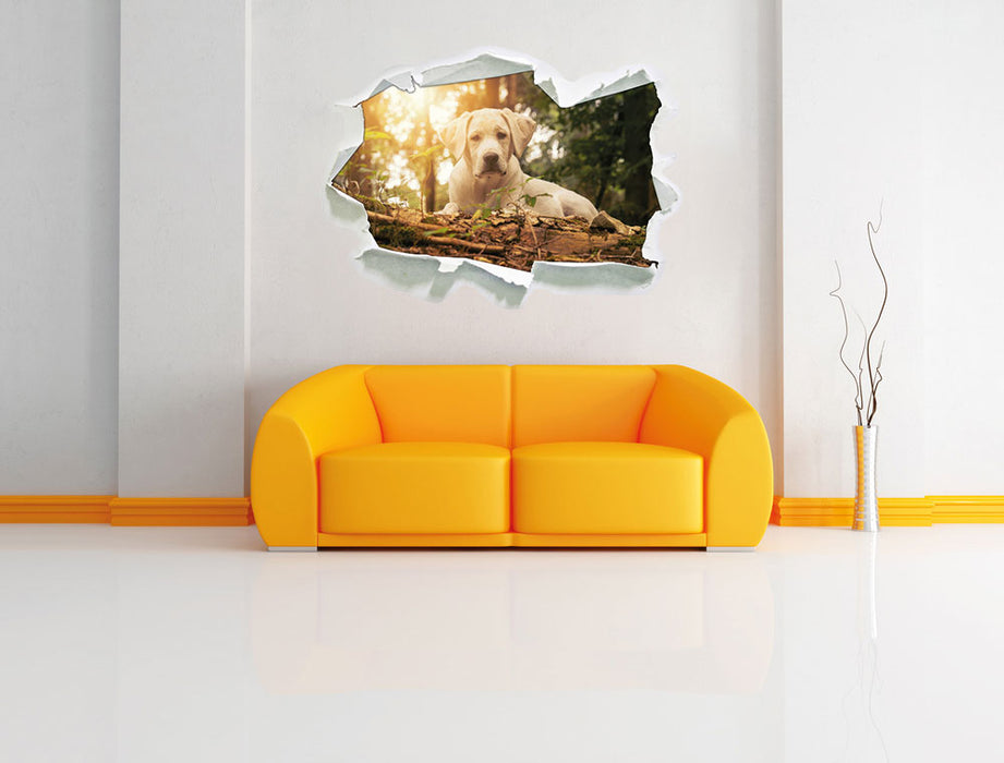 Hund im Wald bei Sonneuntergang 3D Wandtattoo Papier Wand