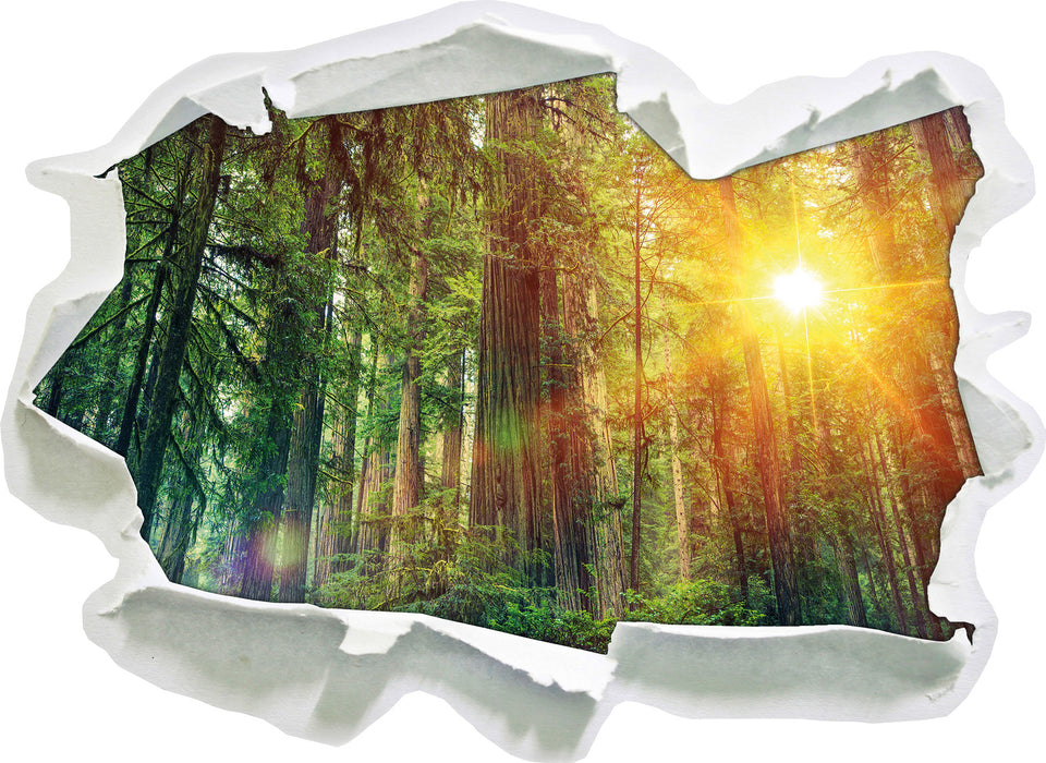 Wald bei Sonnenlicht 3D Wandtattoo Papier