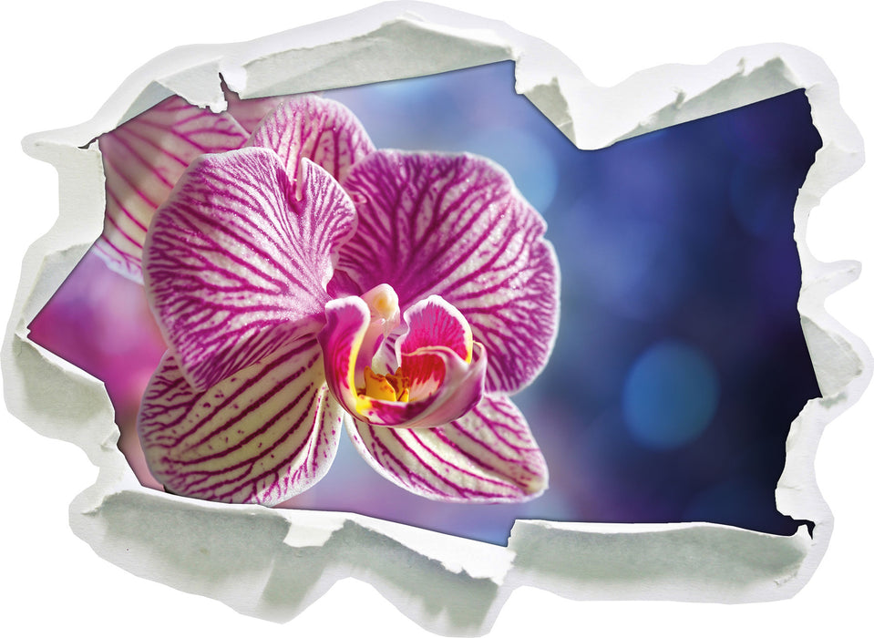 farbenOrchidee in der Nahaufnahme  3D Wandtattoo Papier