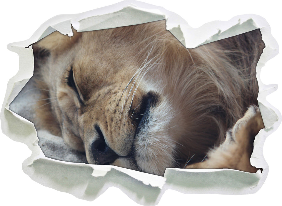 schlafender Löwe 3D Wandtattoo Papier