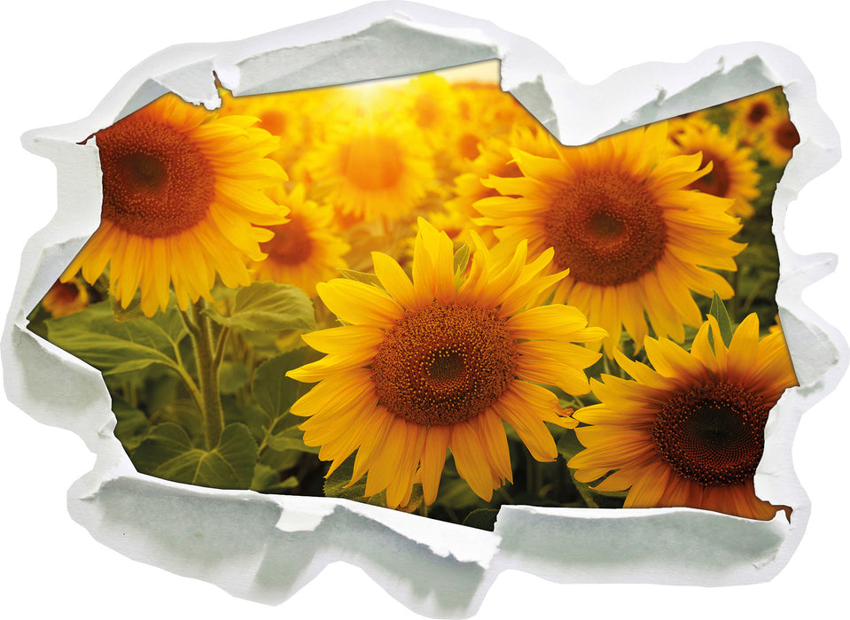 Sonnenblumen auf dem Feld 3D Wandtattoo Papier