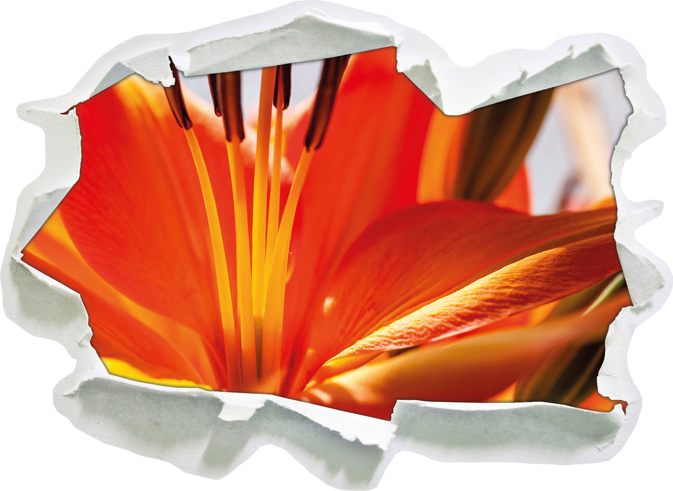 orange Lilie in Nahaufnahme  3D Wandtattoo Papier