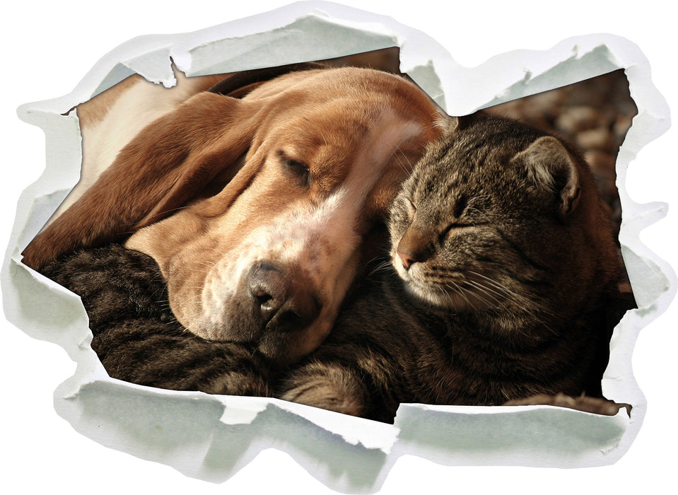 Katze und Hund kuschelnd  3D Wandtattoo Papier