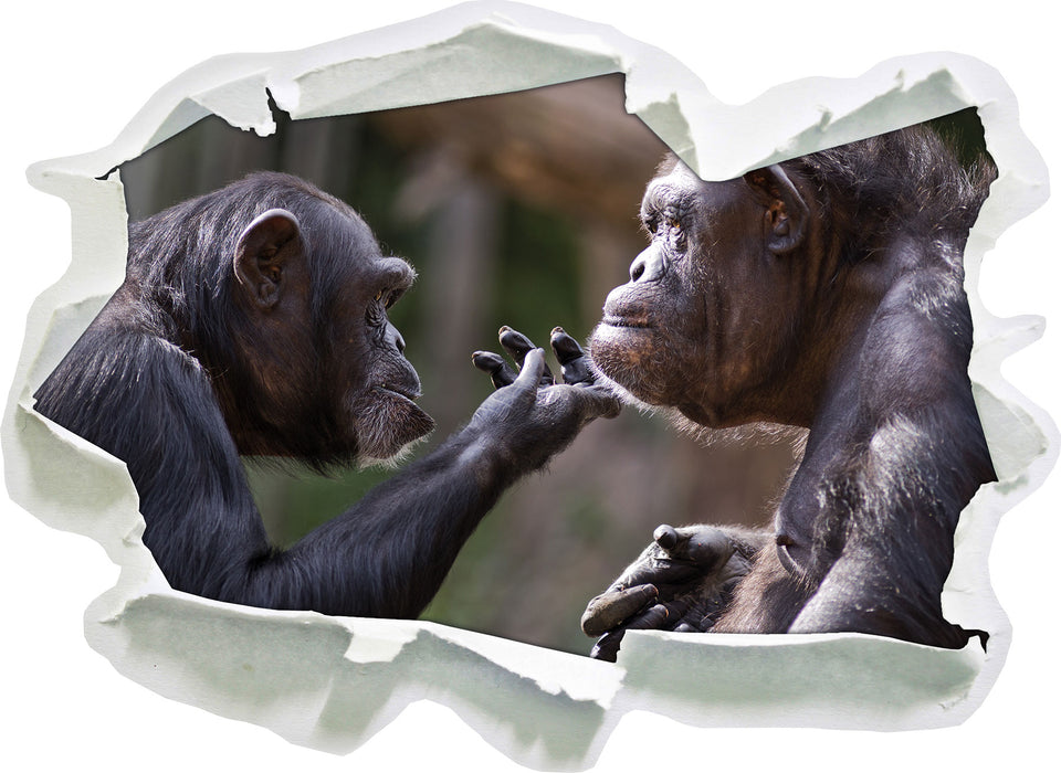 Schimpansen Freundschaft  3D Wandtattoo Papier