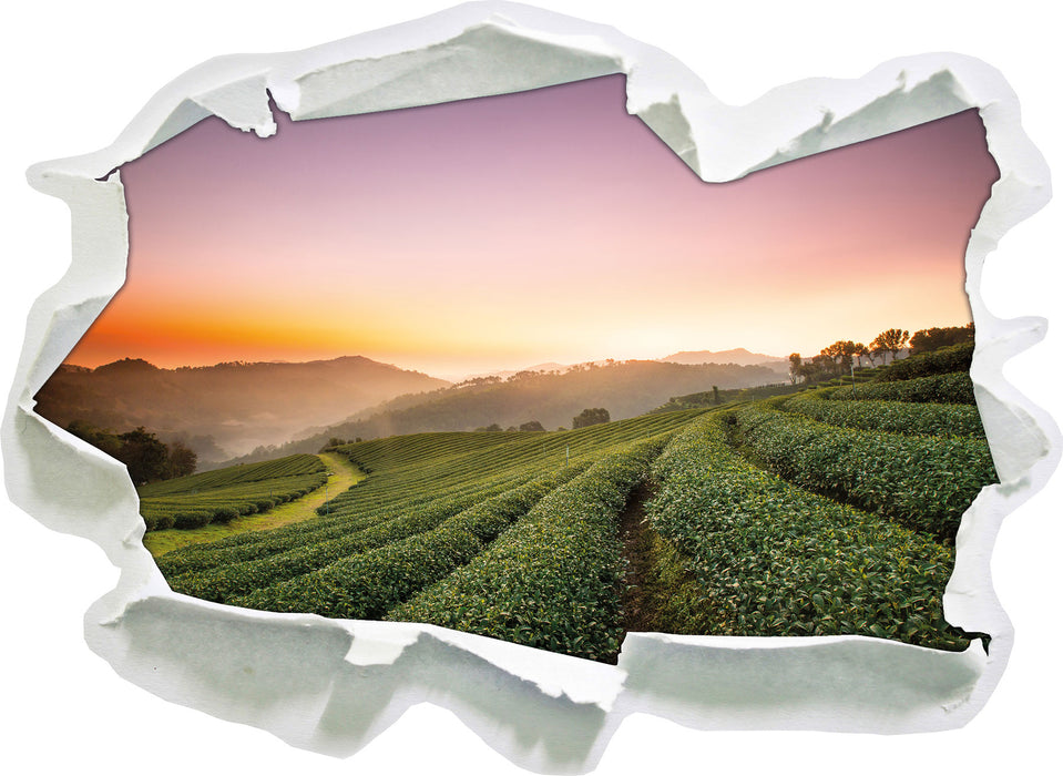 Sonnenaufgang Teeplantage Thailand  3D Wandtattoo Papier