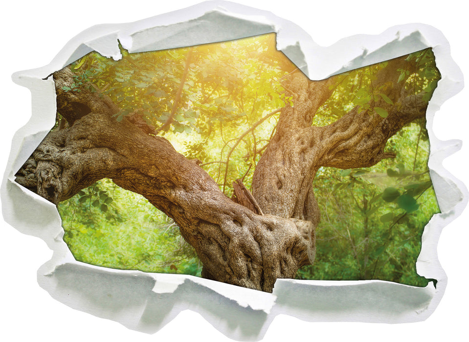 Mächtiger Baum im Wald 3D Wandtattoo Papier