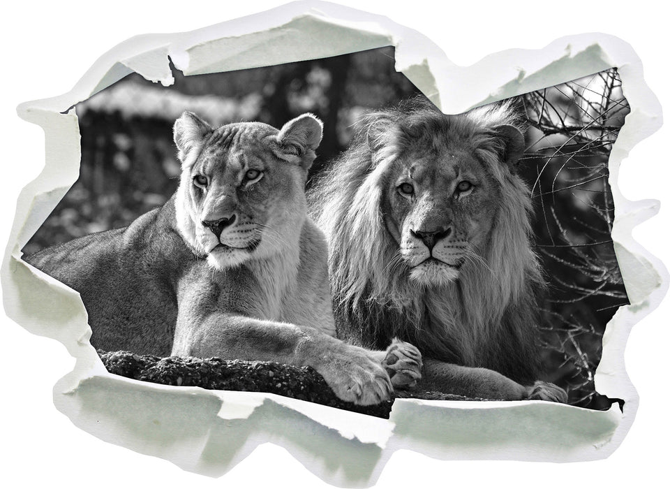 interessiertes Löwenpaar Kunst B&W 3D Wandtattoo Papier