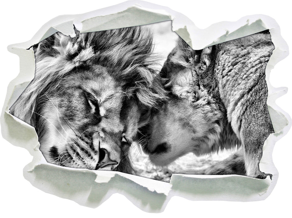 Kuschelnde Löwen B&W 3D Wandtattoo Papier