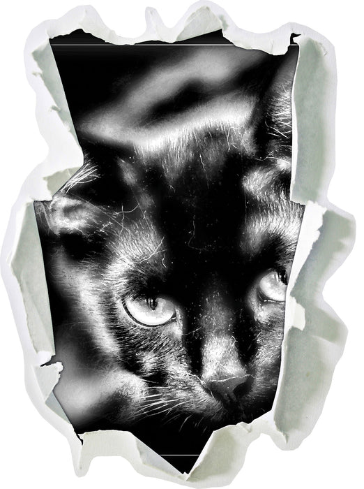 schöne schwarze Katze 3D Wandtattoo Papier