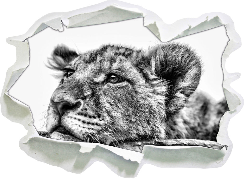 junger Löwe schläft 3D Wandtattoo Papier