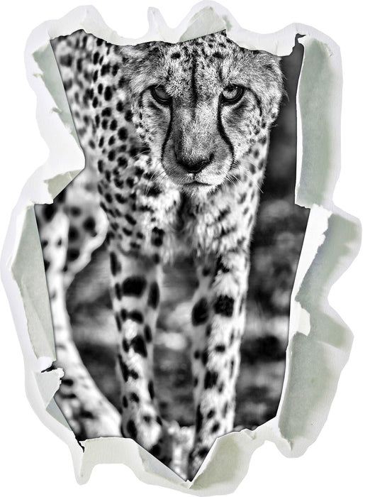 anpirschender Gepard 3D Wandtattoo Papier