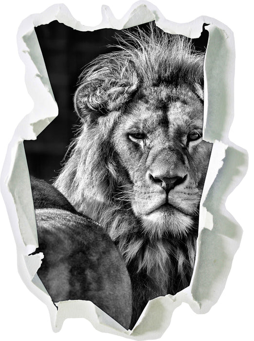 schönes Löwenpaar 3D Wandtattoo Papier