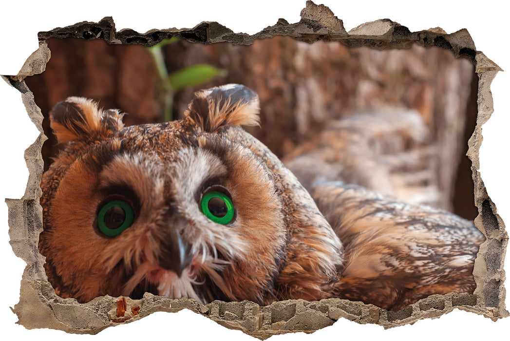 Pixxprint Wachsame Eule, 3D Wandtattoo