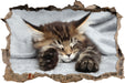 Kleines süßes Kätzchen  3D Wandtattoo Wanddurchbruch