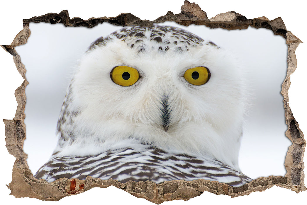 Pixxprint Wachsame Schnee Eule, 3D Wandtattoo