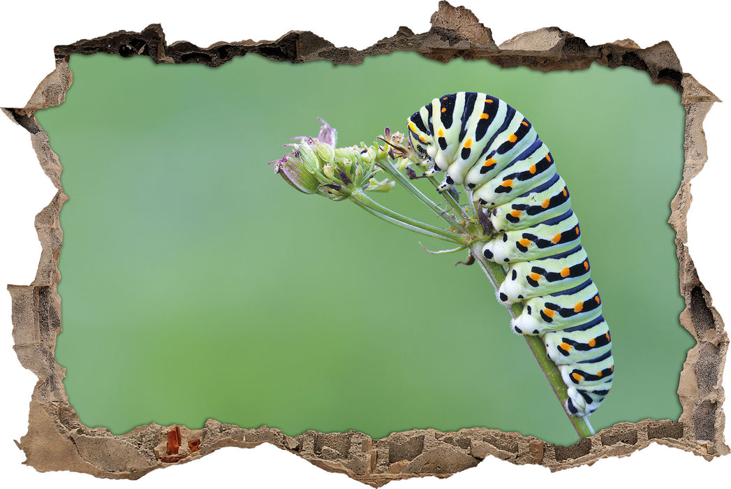 Pixxprint Kleine niedliche Raupe, 3D Wandtattoo