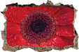 Wassertropfen auf roter Blüte  3D Wandtattoo Wanddurchbruch