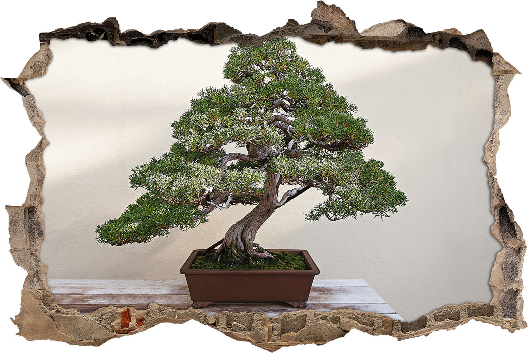 Bonsai Baum  3D Wandtattoo Wanddurchbruch
