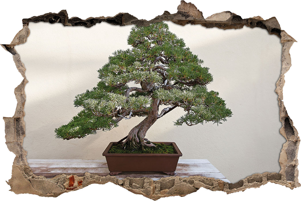 Pixxprint Bonsai Baum, 3D Wandtattoo