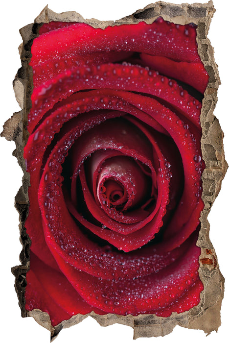 Pixxprint Rosenblüte Nahaufnahme, 3D Wandtattoo