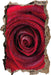 Rosenblüte Nahaufnahme  3D Wandtattoo Wanddurchbruch