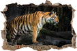 Tiger  3D Wandtattoo Wanddurchbruch