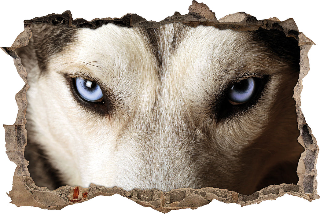 Husky eisblaue Augen  3D Wandtattoo Wanddurchbruch