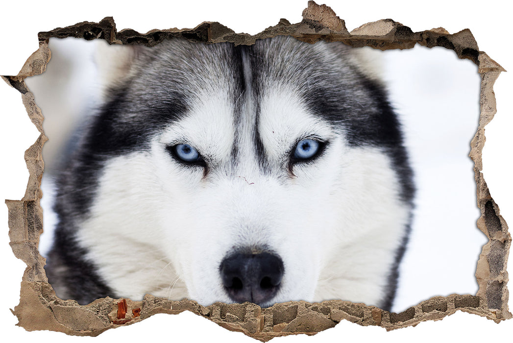 Pixxprint Husky, 3D Wandtattoo